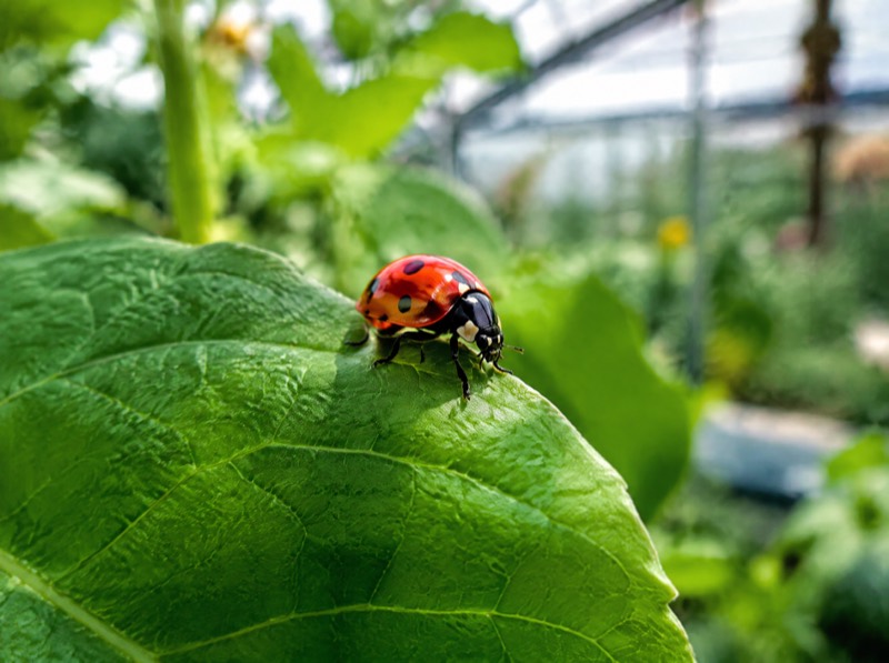 Natural Pest Control for the Greenhouse Garden