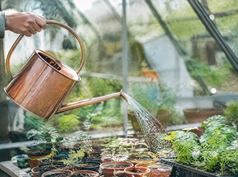 Watering Wisdom: How to Keep Greenhouse Plants Happy